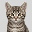 Cat Sumi